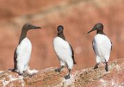 Trottellumme - Guillemot  (Uria aalge)